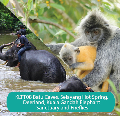 Batu Caves, Selayang Hot Spring, Deerland, Kuala Gandah Elephant Sanctuary and Fireflies – Combo Package